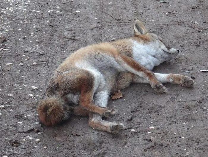 In provincia di Biella una volpe è stata uccisa a colpi di fucile. L’animale era del tutto inoffensivo e si recava in paese per cercare cibo