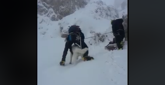 Cane salvato a 2mila metri: bloccato da ore sul Terminillo [VIDEO]