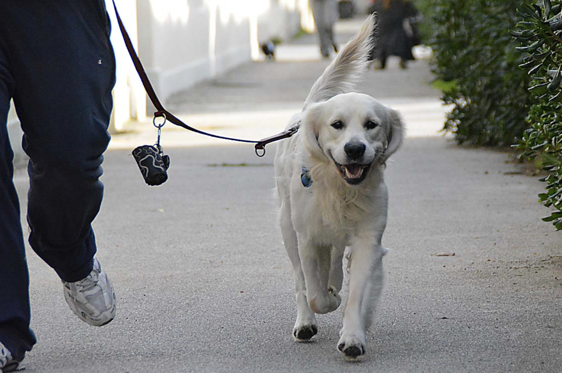 Cani folgorati in strada a Torino: è giallo