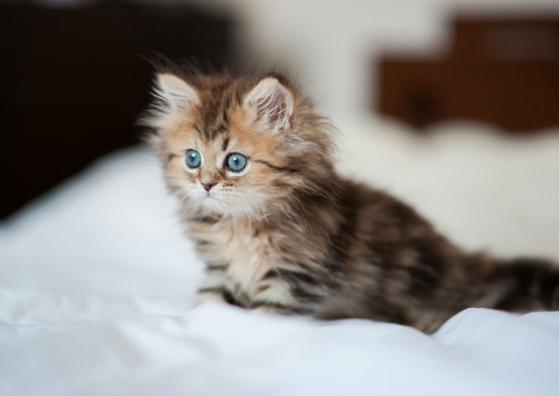 La vita “segreta” dei gatti: cosa fanno quando i proprietari non sono in casa?