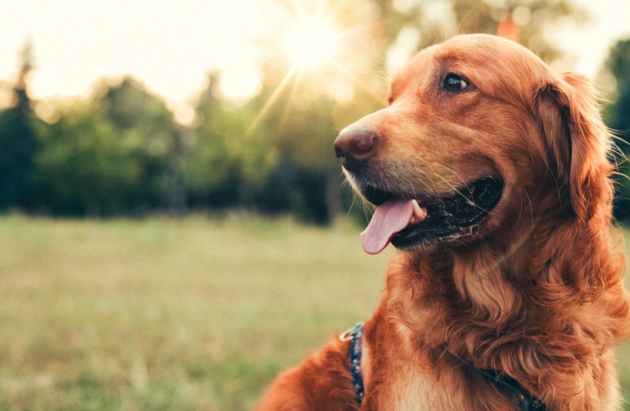 Passa col rosso per salvare un cane: giudice gli toglie la multa