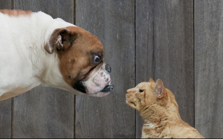 Chi è più intelligente tra cane e gatto?