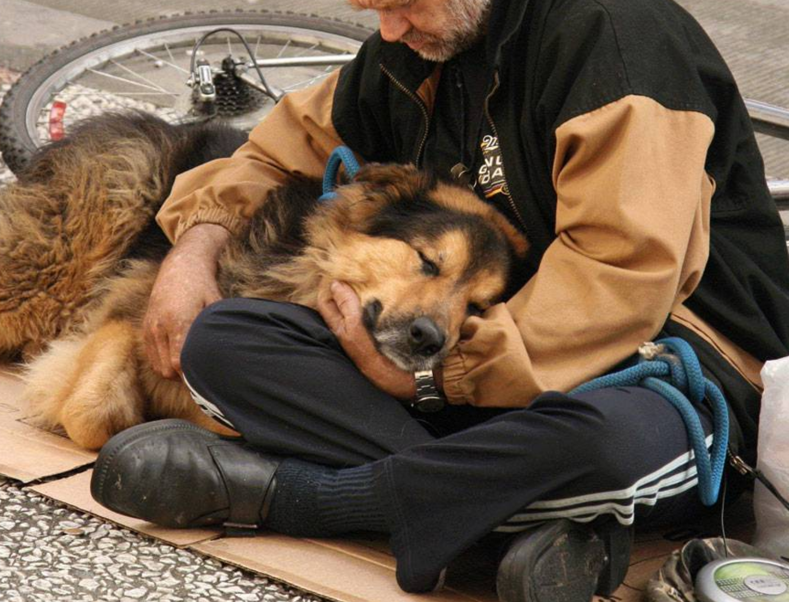 Ruba un cane da un rifugio: lo usava per mendicare