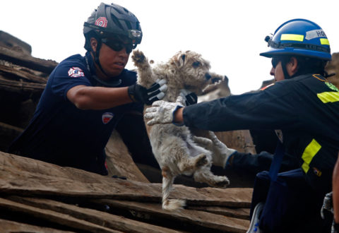 Protezione Civile: il soccorso agli animali in caso di calamità è legge