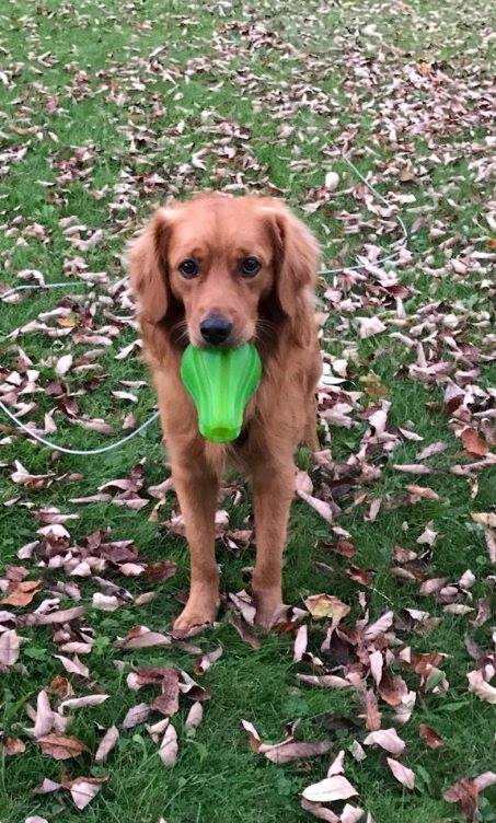 Il cane crede che i proprietari abbiano paura del bagno e e li conforta così