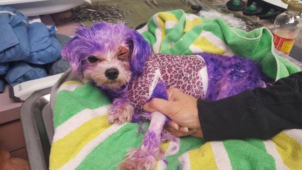 Dipinge il cane con la tintura per capelli per Carnevale: rischia di ucciderlo