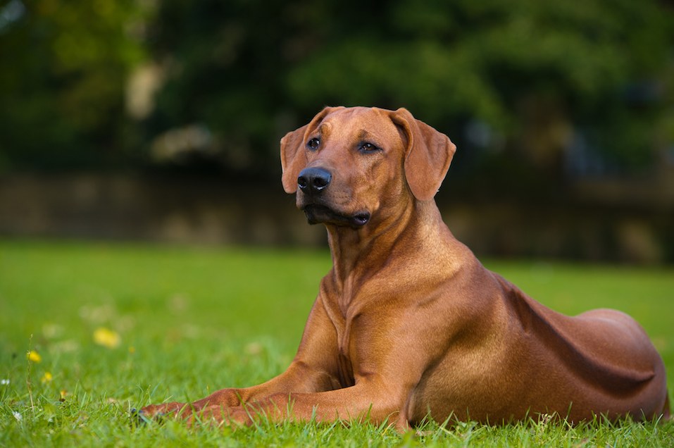 L'anno del cane: cosa significa per l'oroscopo cinese