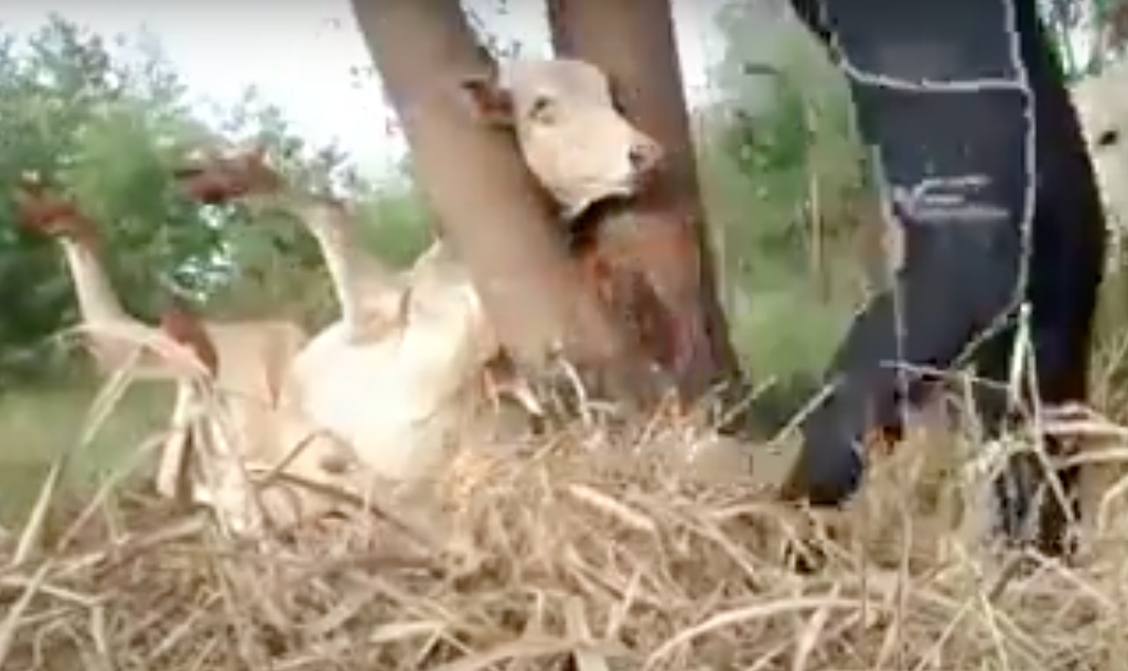 La mucca ha la testa incastrata in un albero: 2 ciclisti la vedono e… [VIDEO]