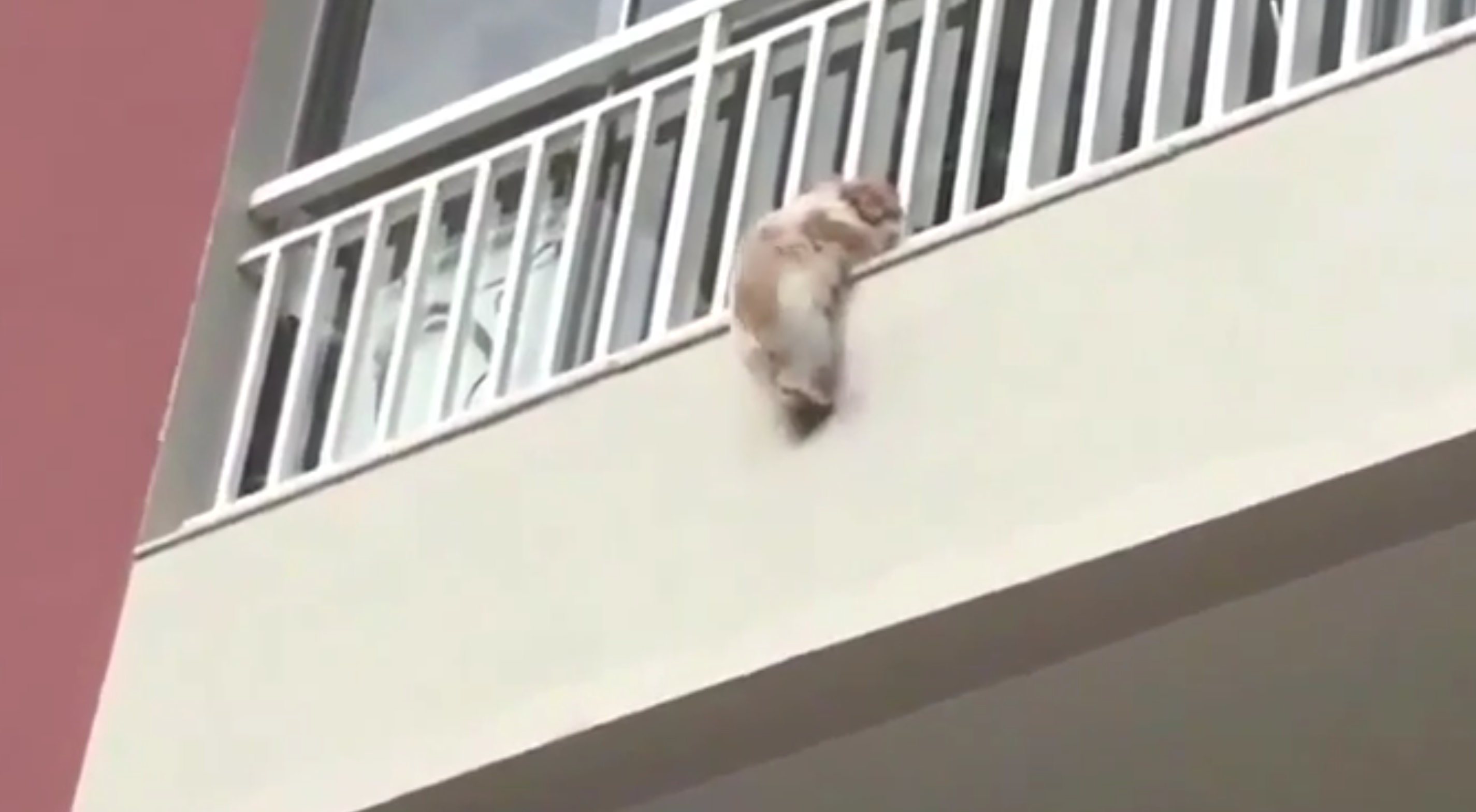 Spaventato dai botti, cane si getta dal balcone: il salvataggio è incredibile [VIDEO]
