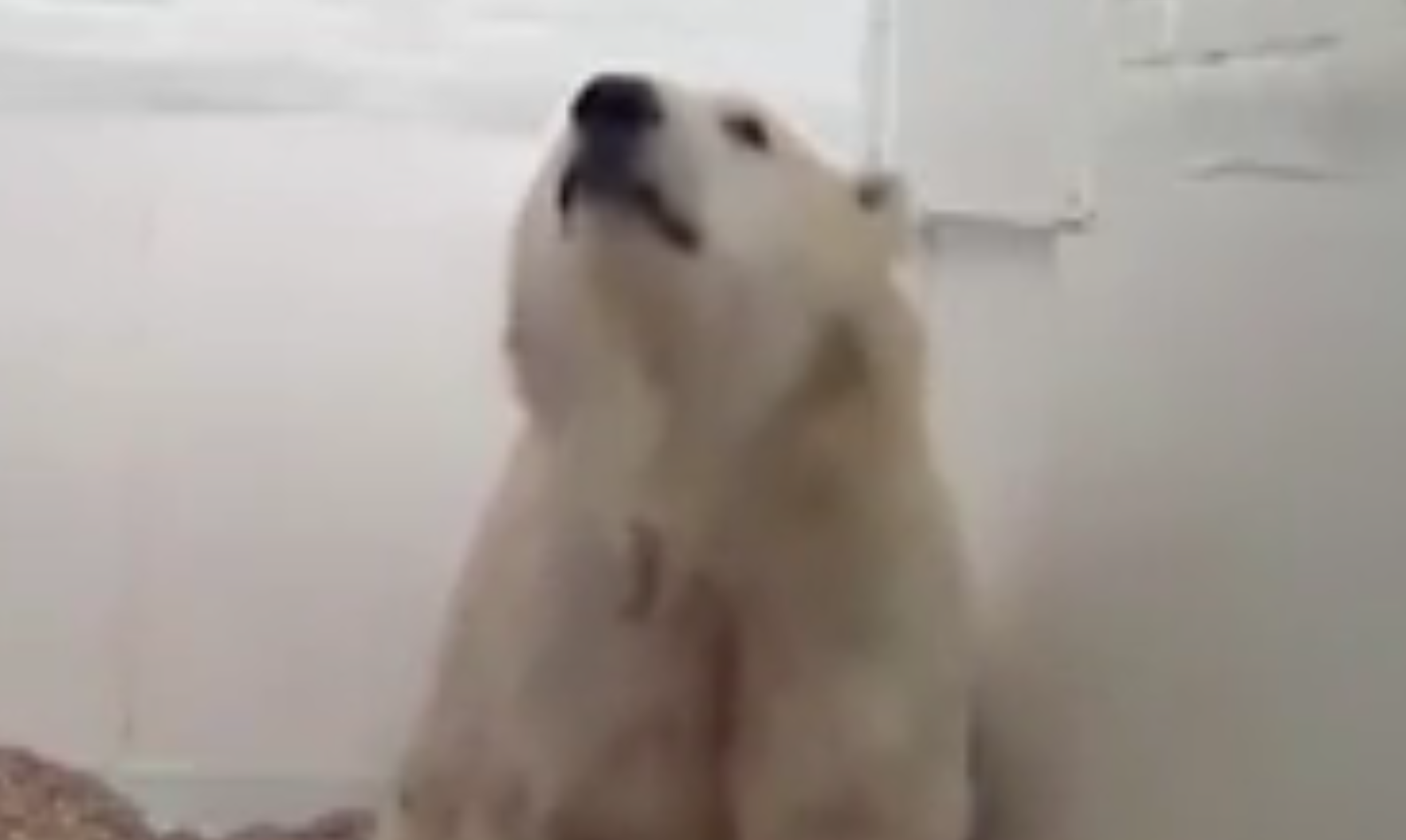 Morto il terzo cucciolo di orso bianco allo zoo [VIDEO]