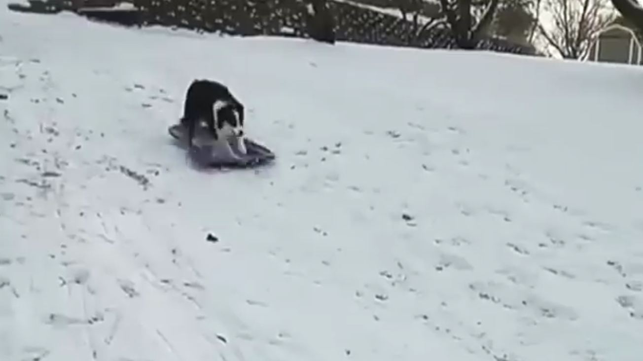 Il cane ama la neve: quello che fa con lo slittino è incredibile [VIDEO]
