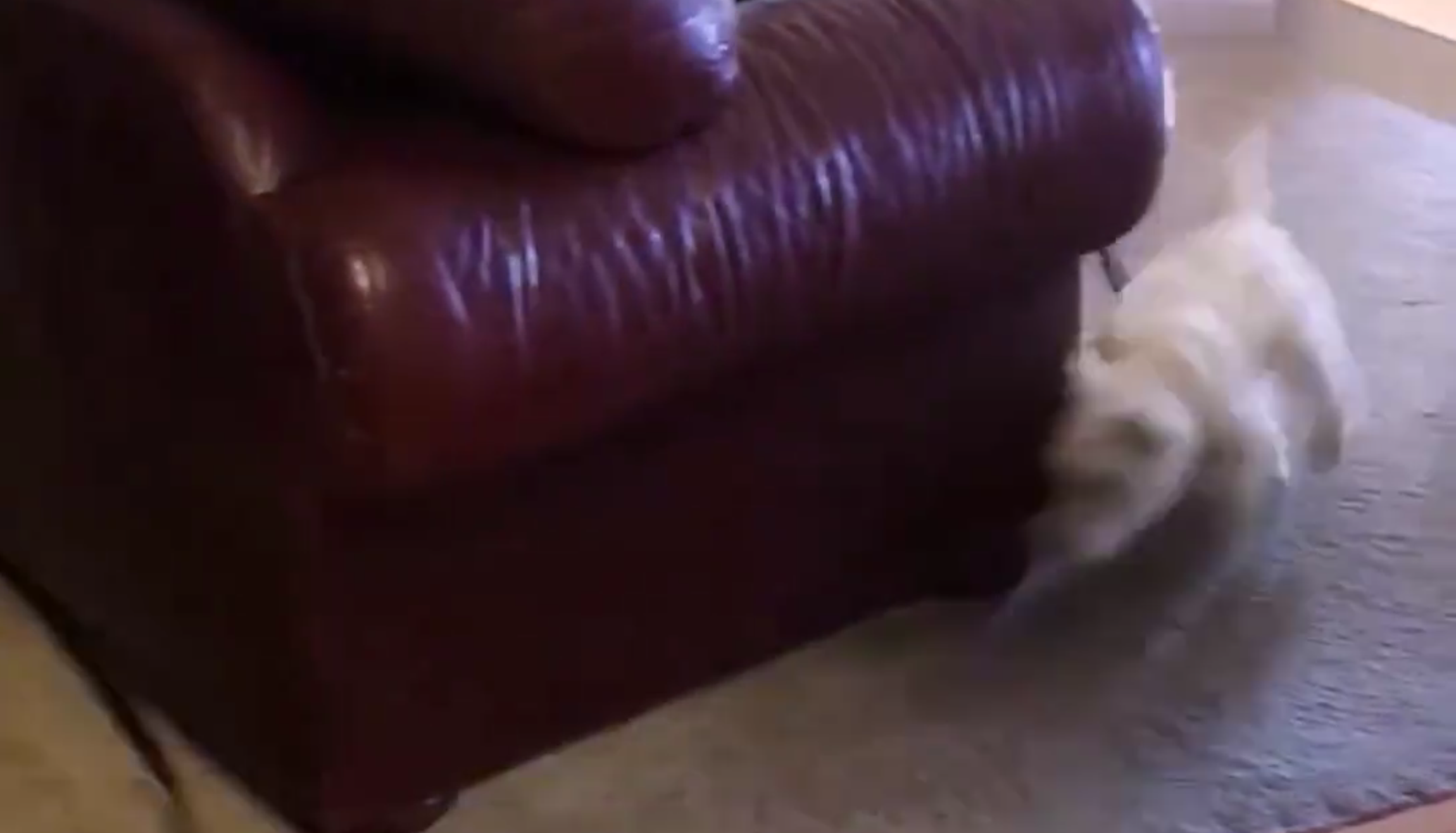 Il cane insegue il suo guinzaglio: la scena è esilarante [VIDEO]