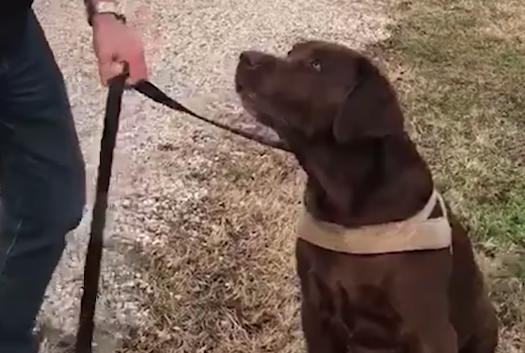 Il cane Zeus sa contare: il video è incredibile