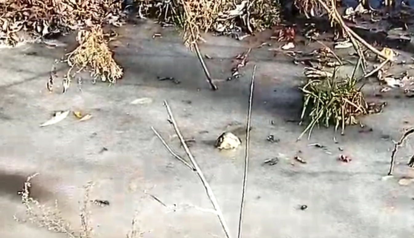 Coccodrillo (vivo) bloccato nel fiume ghiacciato: l’eccezionale documento [VIDEO]