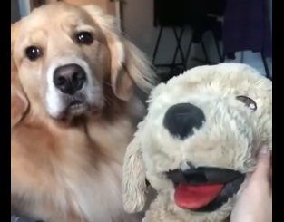 Il cane più geloso del mondo: quello che fa è incredibile [VIDEO]
