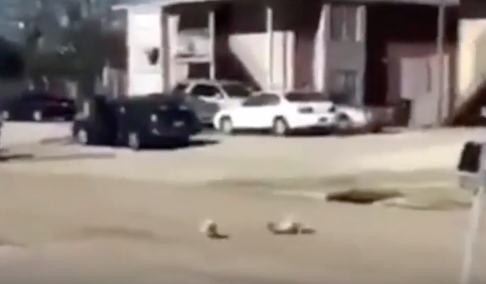 Ragazzo lancia i suoi cani in strada: il video shock