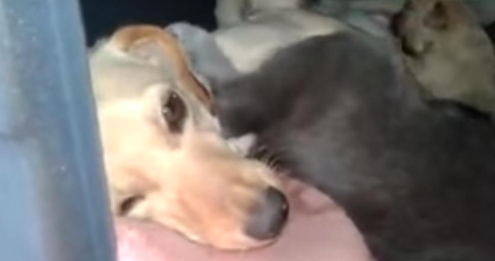 Mamma cane e mamma gatta insieme per scaldare i cuccioli [VIDEO]