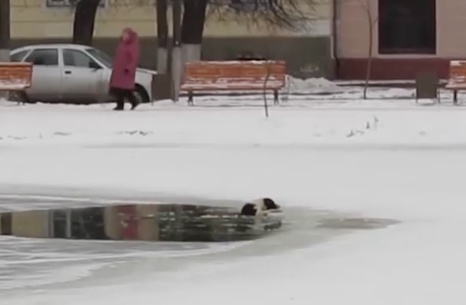 Il cane cade nel lago ghiacciato: un passante fa qualcosa di incredibile [VIDEO]