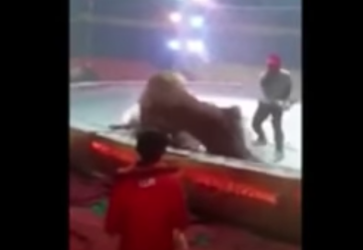 Circo: tigre e leone attaccano un cavallo durante uno show [VIDEO]