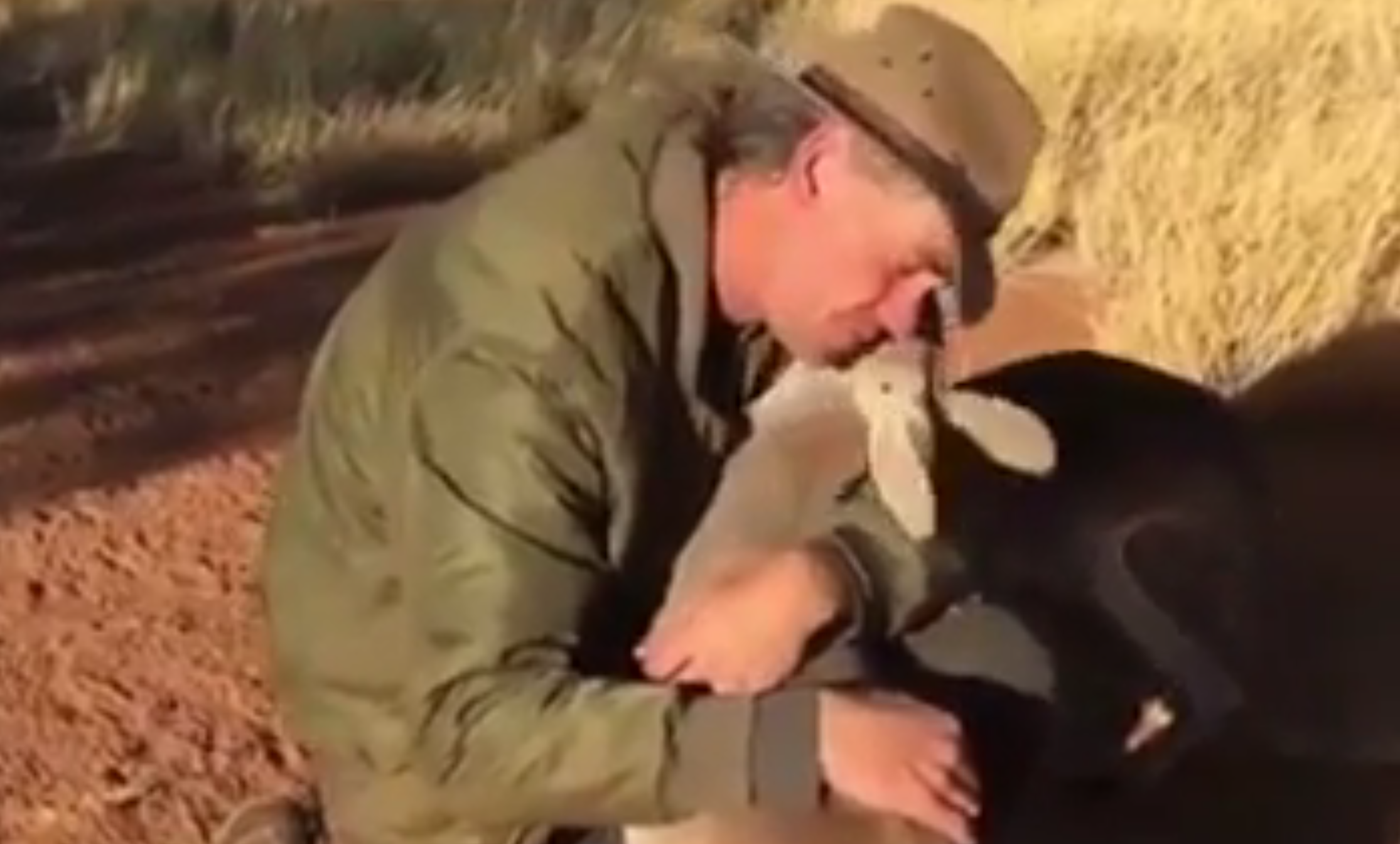 Tutti gli animali hanno bisogno di un abbraccio: il video è incredibile