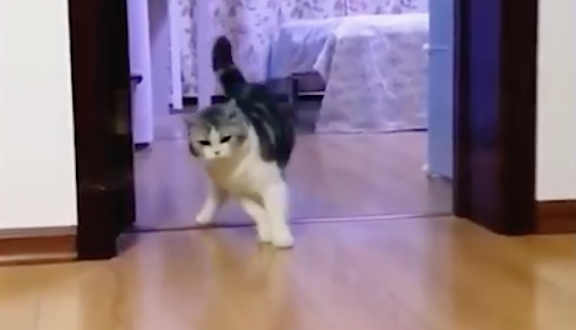 Il gatto imita il suo proprietario: il risultato è sorprendente [VIDEO]