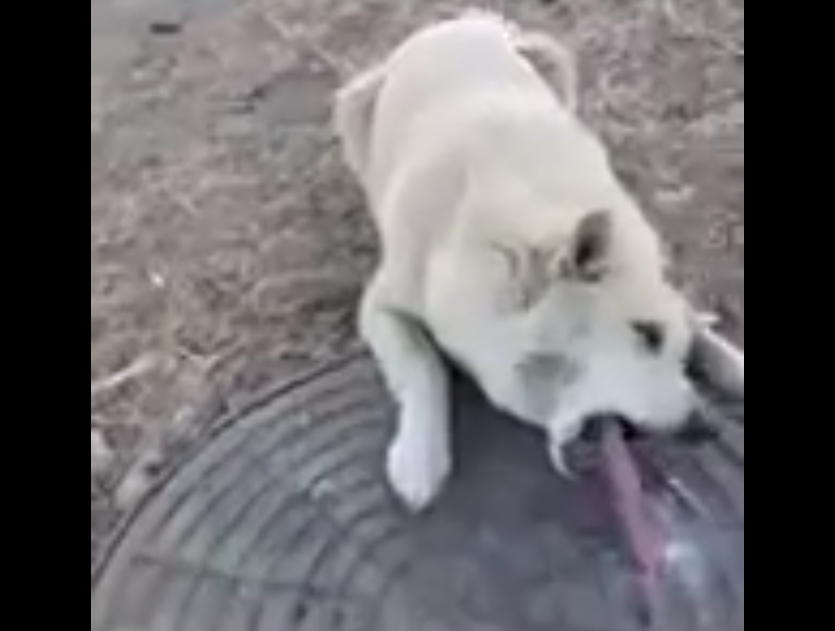 Il cane è attaccato con la lingua al ghiaccio: il salvataggio è emozionante [VIDEO]