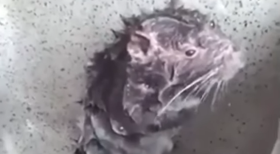 Il topo fa la doccia come gli umani: la verità sul video diventato virale