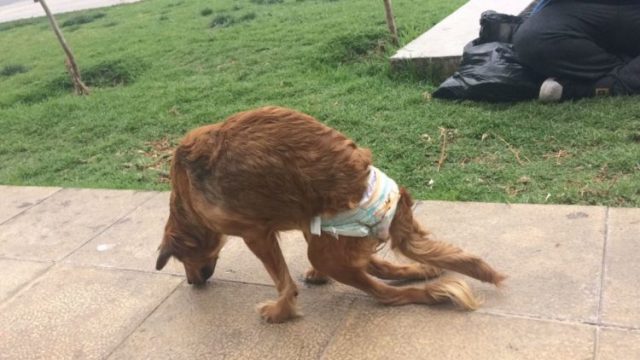 Cane col pannolino abbandonato in strada: ha un handicap e nessuno lo vuole