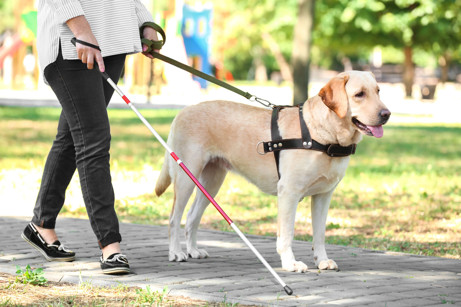 Il cane guida perde troppo peli, il taxi non la fa salire