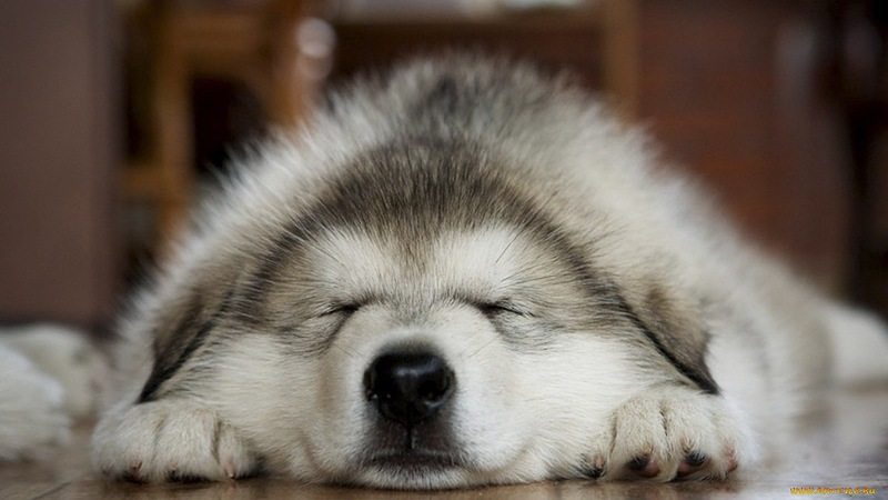 Attenzione: se il cane dorme in questo modo potrebbe essere pericoloso