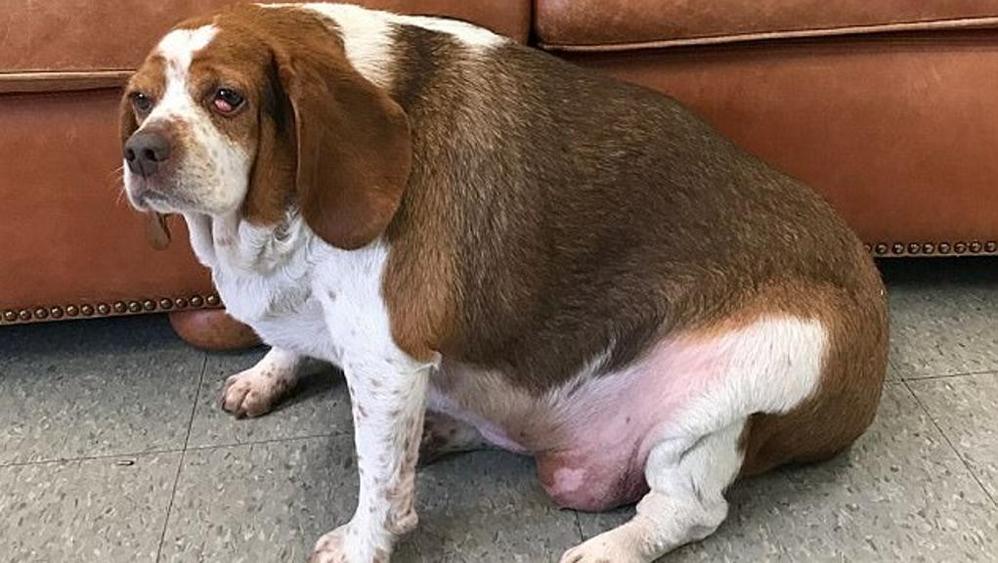 Cane obeso è a un passo dalla morte: perde 18 chili così