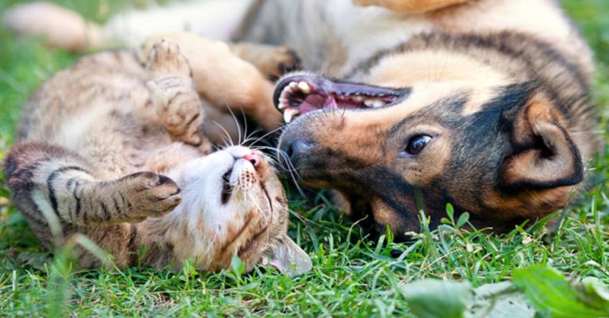 Cani, gatti e marijuana: sempre più animali rimangono intossicati