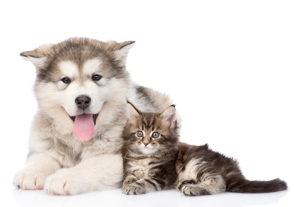 Cani e gatti: i trucchi per dar loro le medicine senza stress