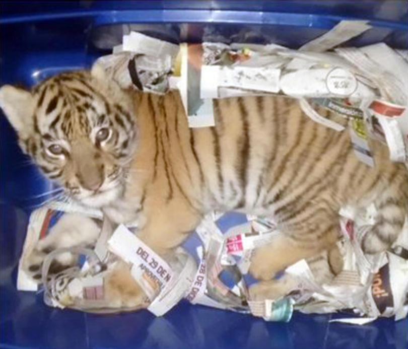 Cucciolo di tigre chiuso in una scatola e spedito come un pacco [VIDEO]