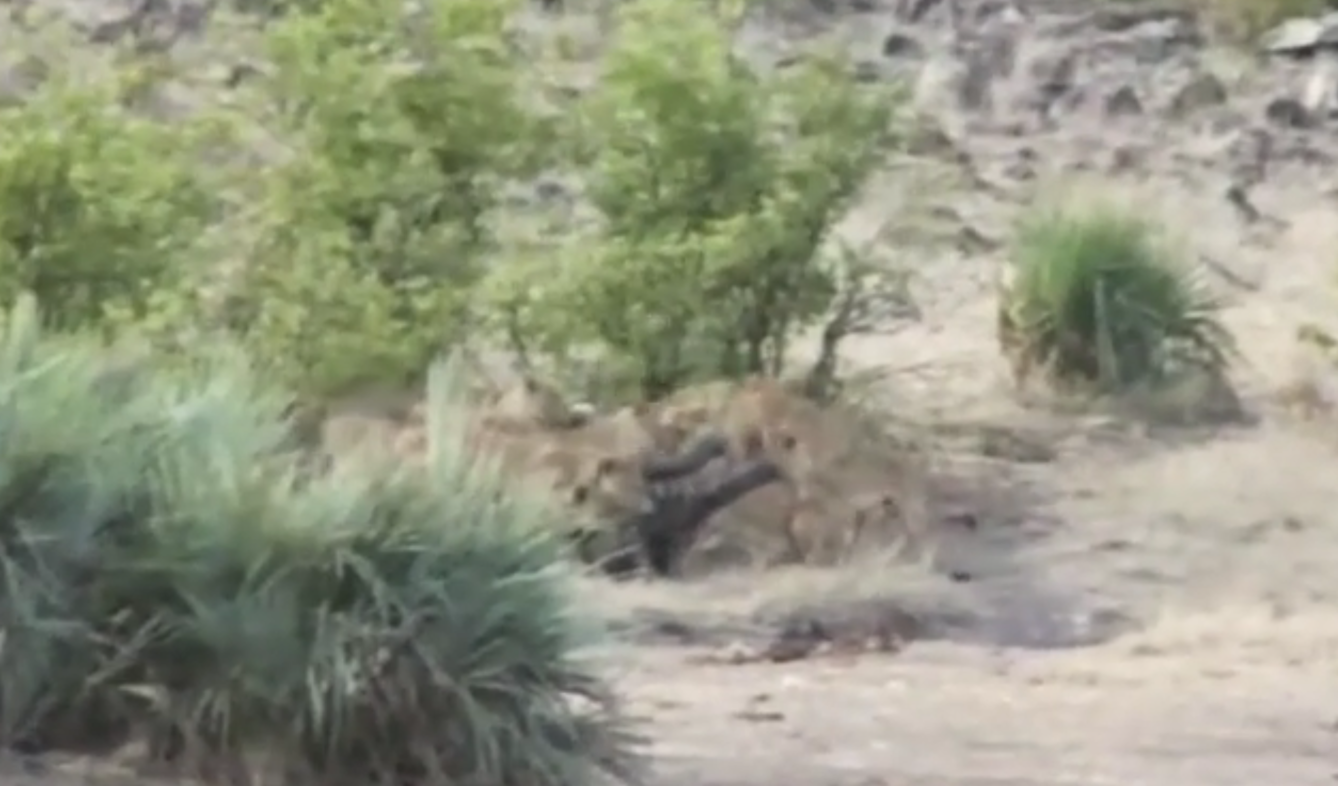 L’elefantino viene attaccato dai leoni: lo salvano i bufali [VIDEO]