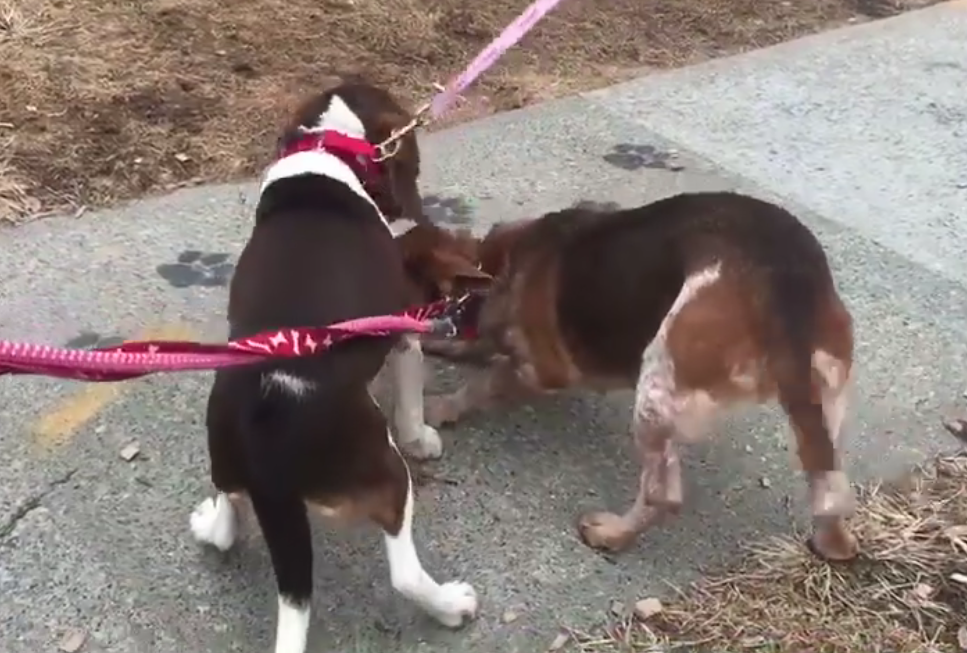 Mamma cane separata dalla figlia la rivede: l’incontro è incredibile [FOTO+VIDEO]