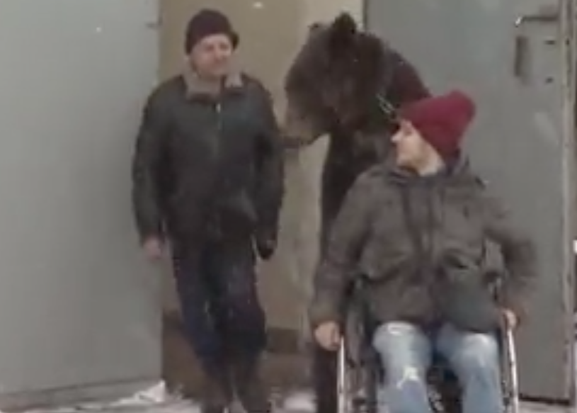 Un orso spinge la carrozzella all’addestratore malato: l’animale lo aiuta a guarire [VIDEO]