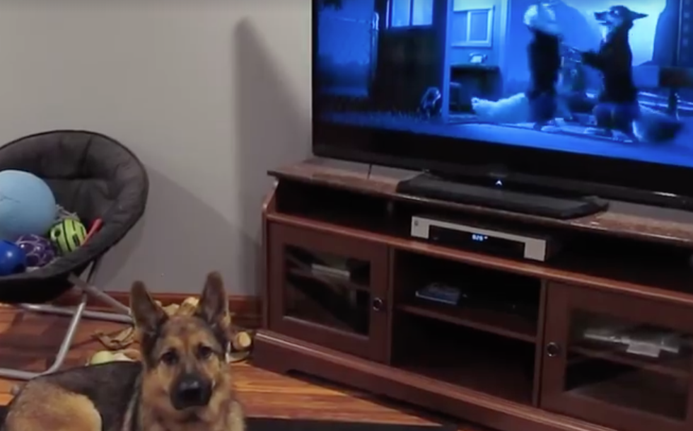 Ai cani piacciono i cani in tv. Il video che lo dimostra