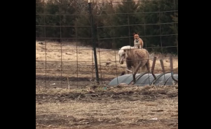 Un cane Corgi e un pony: quello che fanno insieme è incredibile [VIDEO]