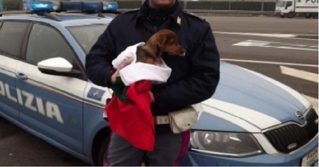 Cucciolo lanciato dal finestrino in autostrada: ecco cosa è successo