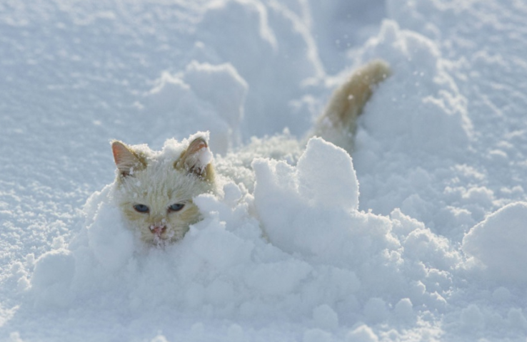 Sos Burian: cosa proteggere cani e gatti dal gelo