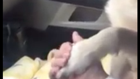 Cane tiene la mano di chi lo ha adottato: non la lascia fino a casa [VIDEO]