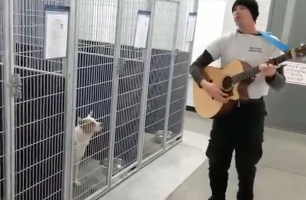 Suona la chitarra per i cani del rifugio: la reazione è la più dolce di sempre [VIDEO]