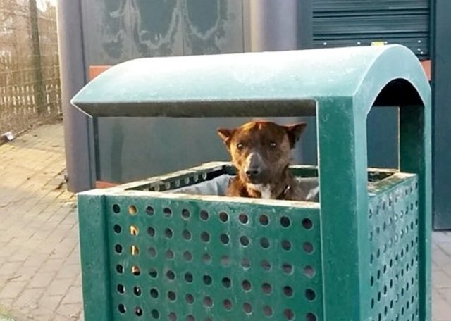 Il cane è nel cestino dell'immondizia: il motivo è incredibile