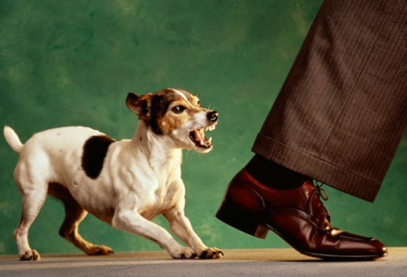 Il cane morde di più le persone ansiose. Ecco perché