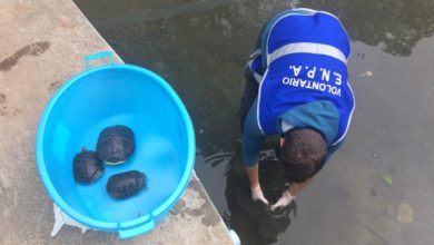 Strage di tartarughe a villa di Capaci: è caccia ai vandali