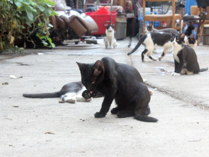 Senzatetto muore e lascia 30 gatti: le persone del quartiere fanno una cosa di incredibile