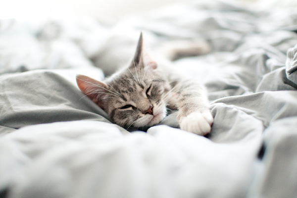 Il gatto dorme nel letto con voi? Ecco i 5 “veri” motivi