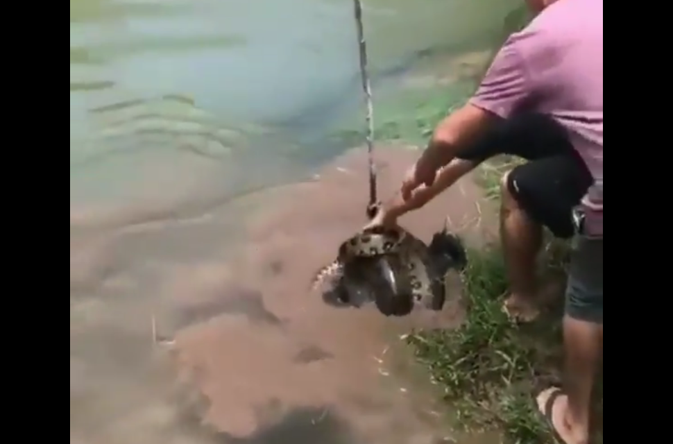 Un serpente cattura un cane e lo trascina nel fiume: accade l’incredibile [VIDEO]
