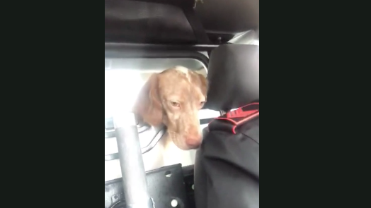 Cane “arrestato” dai carabinieri: il salvataggio più divertente di sempre [VIDEO]